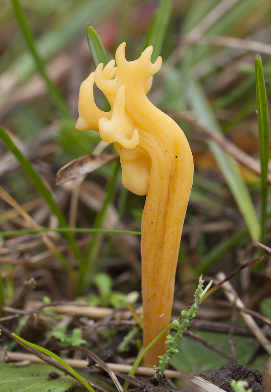 Clavulinopsis corniculata